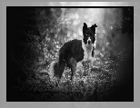 Rośliny, Pies, Border collie, Bokeh